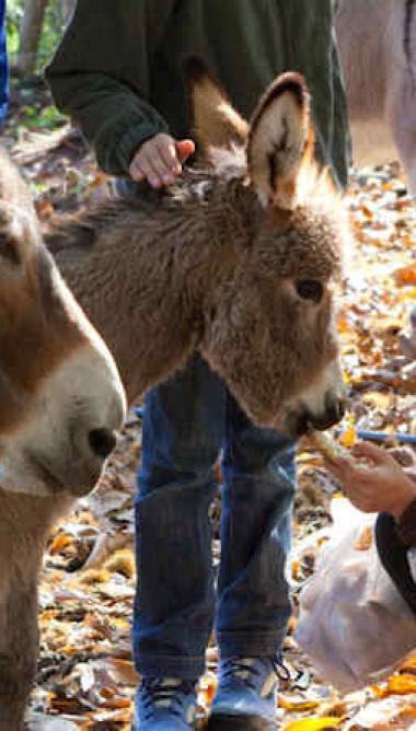 Chemin de Stevenson 7 jours  - 7ST-3