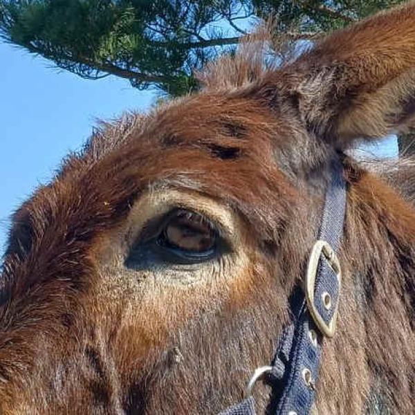 Circuit 5 jours : Des Cévennes au Mont Lozère   -  5CML-2