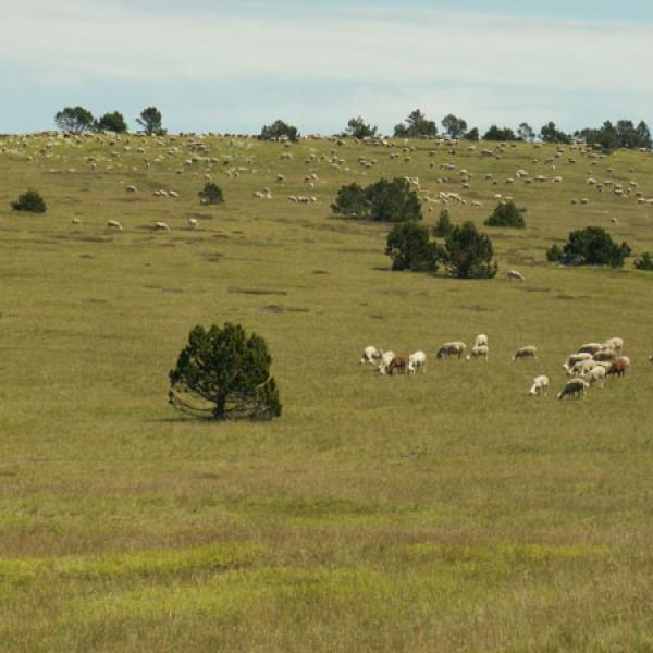 Circuit 7 jours entre Cévennes et Mont Lozère  - 7CML-9